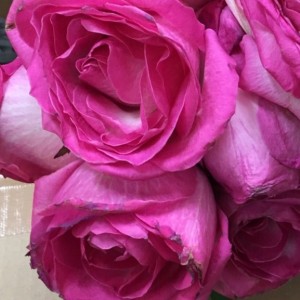 バラ花束保存１