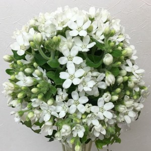 押し花　ブーケ　ホワイトスター